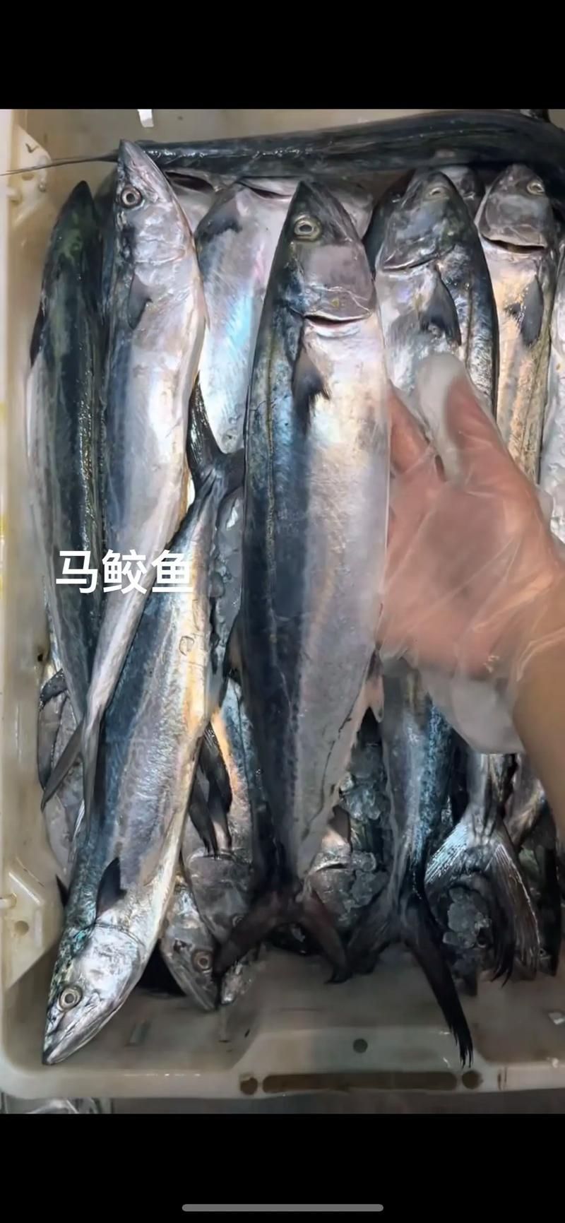 舟山漁場(chǎng)有哪些著名魚類，舟山漁場(chǎng)有哪些著名的魚類，如何保護(hù)舟山漁場(chǎng)生態(tài)環(huán)境