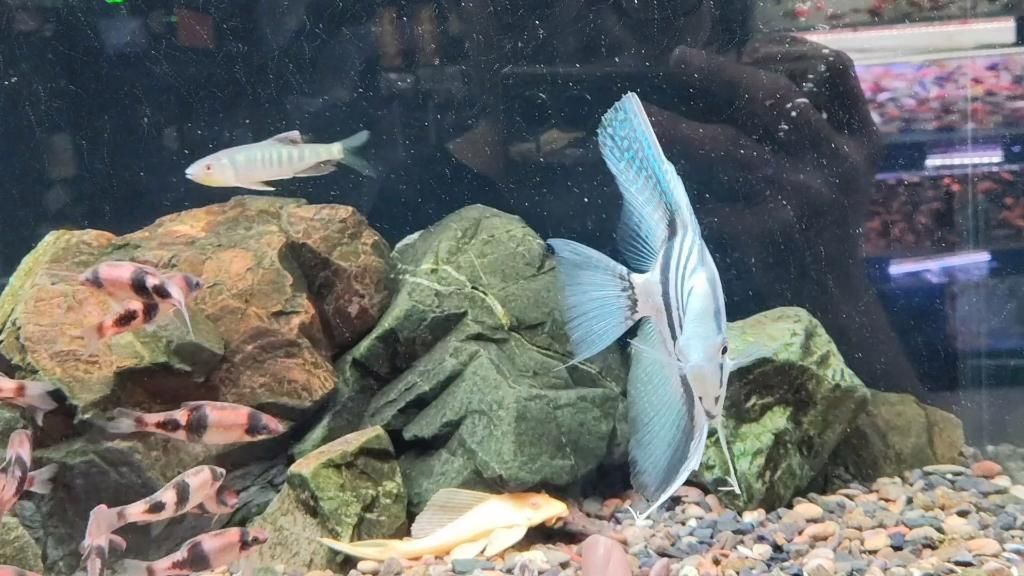 推薦一些適合與龍魚混養的神仙魚品種，埃及神仙魚混養的神仙魚品種推薦與龍魚混養的品種