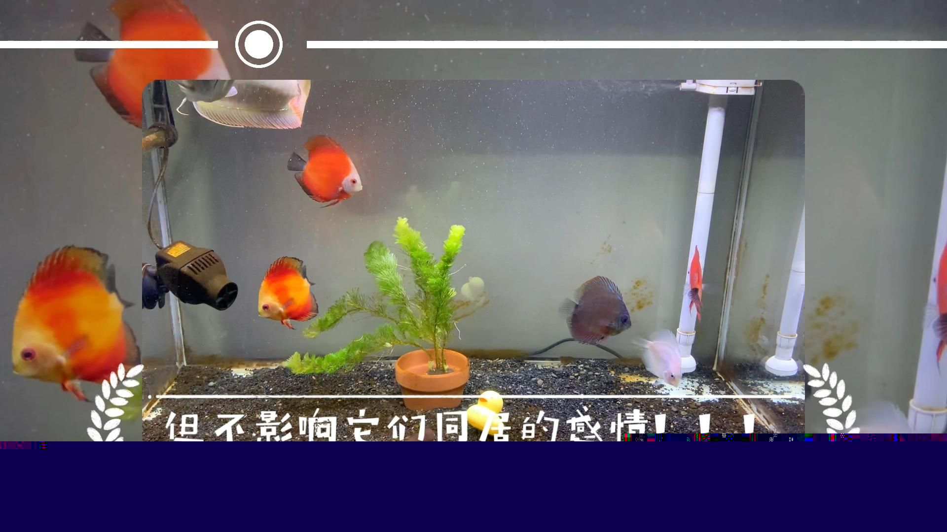 推薦一些適合與龍魚混養的神仙魚品種，埃及神仙魚混養的神仙魚品種推薦與龍魚混養的品種