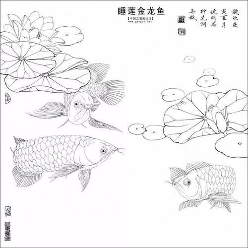 金龍魚畫法步驟圖解，水墨金龍魚的畫法步驟圖解