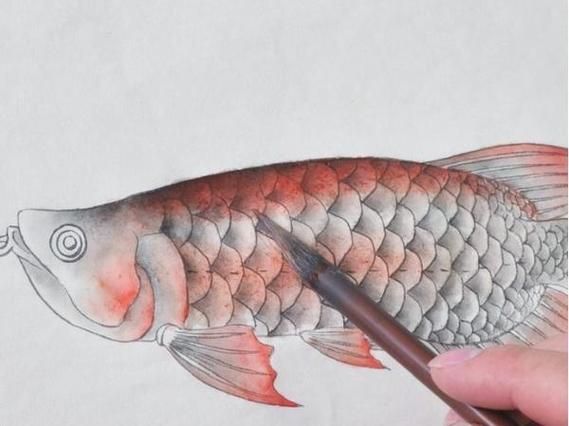 金龍魚畫法步驟圖解，水墨金龍魚的畫法步驟圖解