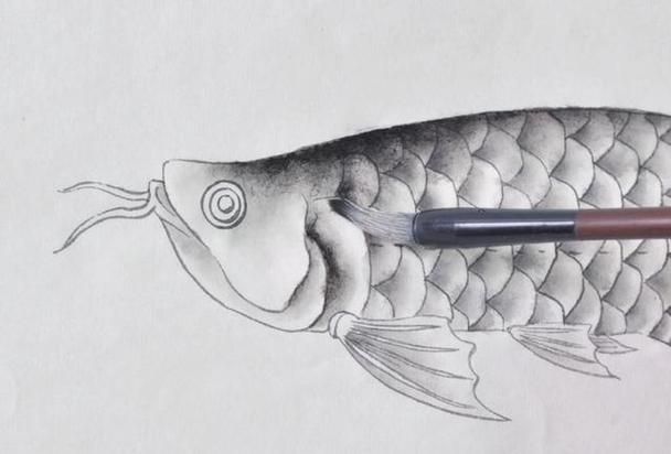 金龍魚畫法步驟圖解，水墨金龍魚的畫法步驟圖解