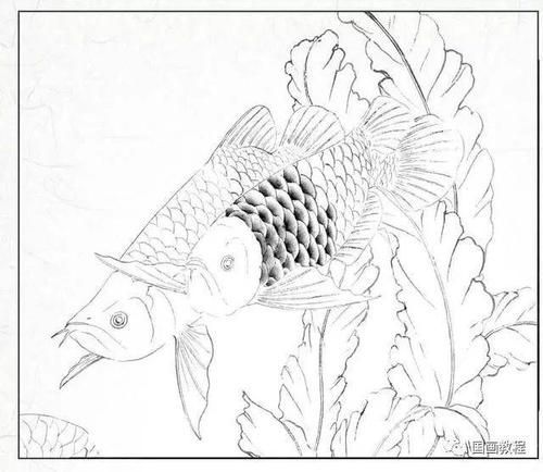 金龍魚畫法步驟圖解，水墨金龍魚的畫法步驟圖解