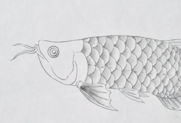金龍魚畫法步驟圖解，水墨金龍魚的畫法步驟圖解