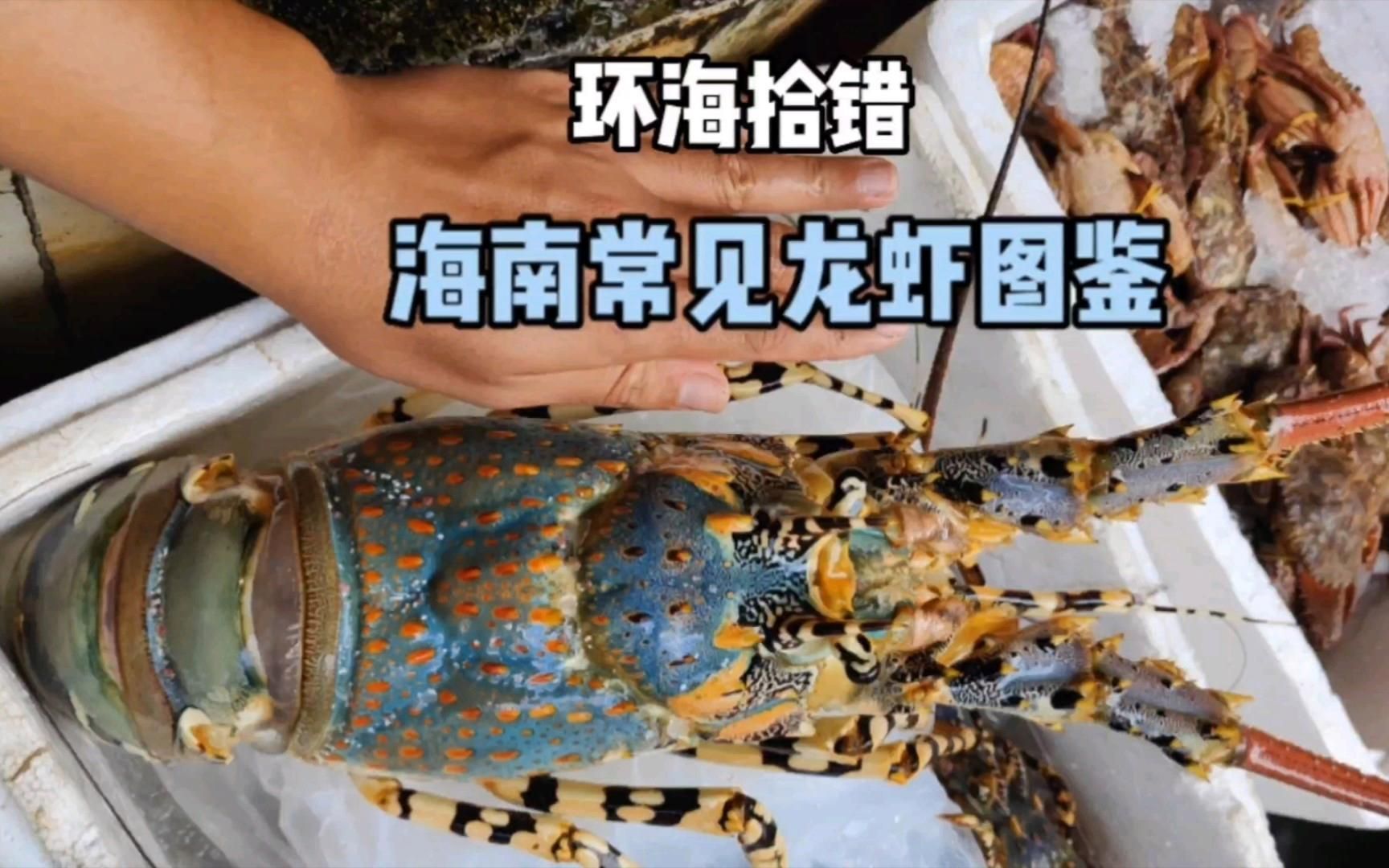 有哪些常見(jiàn)的龍蝦品種，12種常見(jiàn)的龍蝦品種，六角龍的繁殖行為是怎樣的
