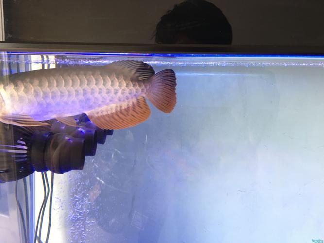 如何判斷泗水龍魚的級(jí)別？，如何判斷泗水龍魚的級(jí)別判斷泗水龍魚的級(jí)別并非依賴單一標(biāo)準(zhǔn)