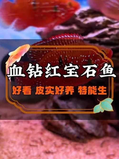 如何判斷泗水龍魚的級(jí)別？，如何判斷泗水龍魚的級(jí)別判斷泗水龍魚的級(jí)別并非依賴單一標(biāo)準(zhǔn)