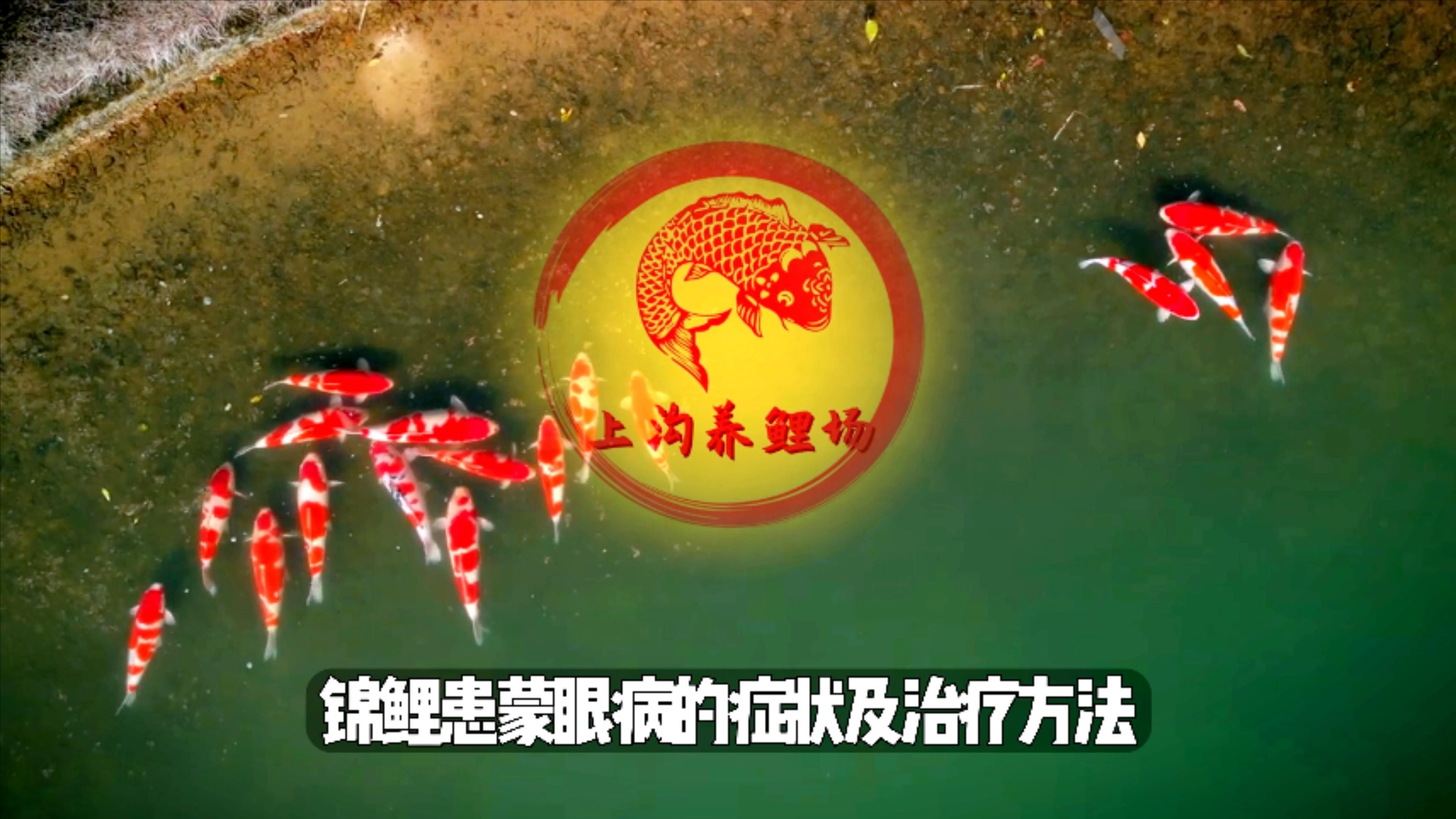 哪種藥物治療錦鯉蒙眼最有效，哪種藥物治療錦鯉蒙眼最快見效