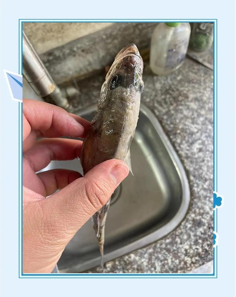 能否提供更多預防水霉病的技巧，如何預防水霉病