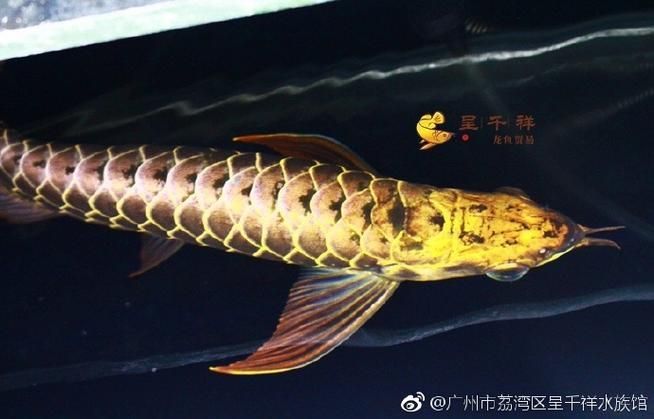 呈千祥金龍魚的價格范圍，千祥金龍魚的飼養方法，如何判斷呈千祥金龍魚的品質？