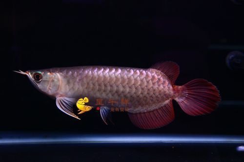 呈千祥金龍魚的價格范圍，千祥金龍魚的飼養(yǎng)方法，如何判斷呈千祥金龍魚的品質(zhì)？