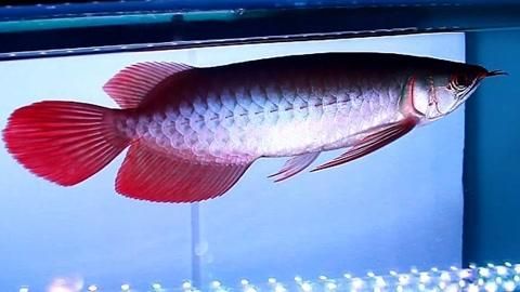 呈千祥金龍魚的價格范圍，千祥金龍魚的飼養(yǎng)方法，如何判斷呈千祥金龍魚的品質(zhì)？