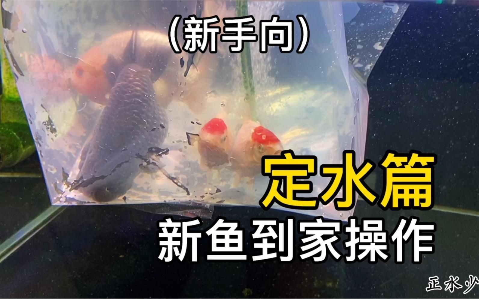 魚趴缸底會自行恢復嗎，魚趴缸底是否會自行恢復，如何判斷魚趴缸底是否會自行恢復