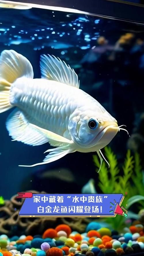 給我一些小白龍魚的圖片，什么是小白龍魚