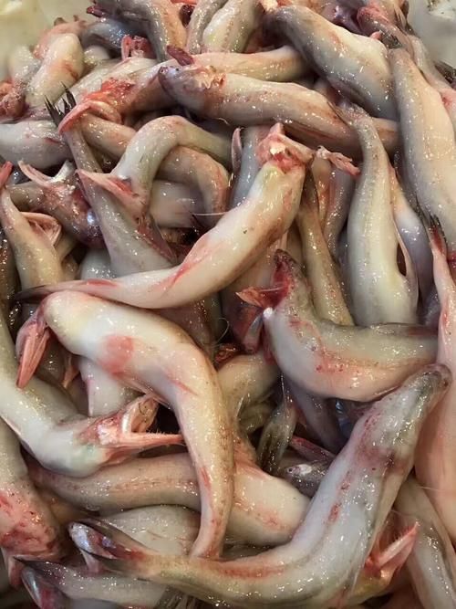 給我一些小白龍魚的圖片，什么是小白龍魚