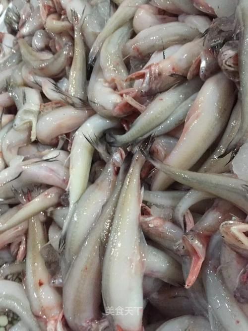 給我一些小白龍魚的圖片，什么是小白龍魚