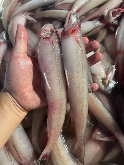 給我一些小白龍魚的圖片，什么是小白龍魚