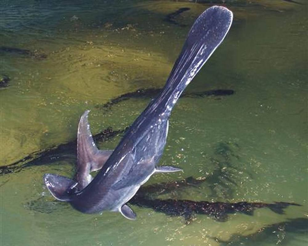 如何區分斑馬鴨嘴魚和其他鯰魚？，如何區分斑馬鴨嘴魚