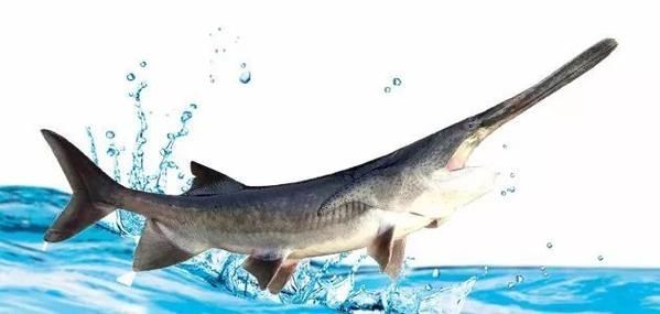 如何區分斑馬鴨嘴魚和其他鯰魚？，如何區分斑馬鴨嘴魚
