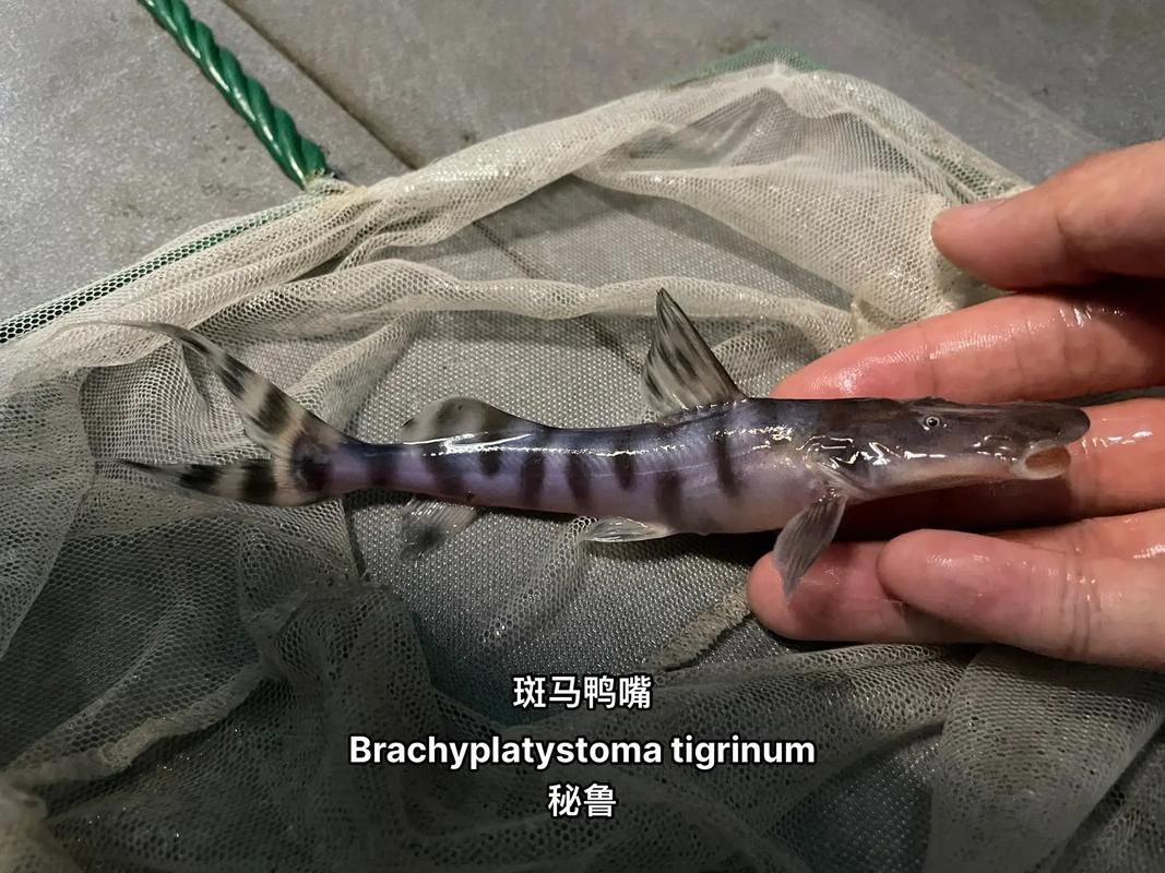 如何區(qū)分斑馬鴨嘴魚和其他鯰魚？，如何區(qū)分斑馬鴨嘴魚