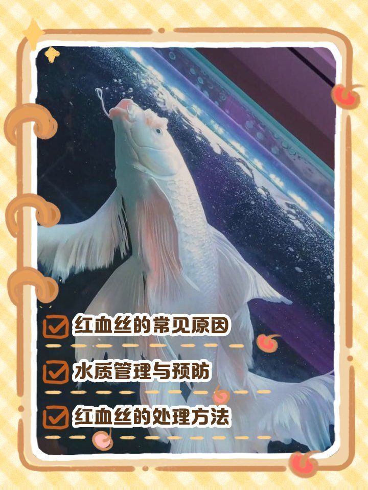 如何預防觀賞魚出現鱗片發紅充血，如何判斷觀賞魚是否應激