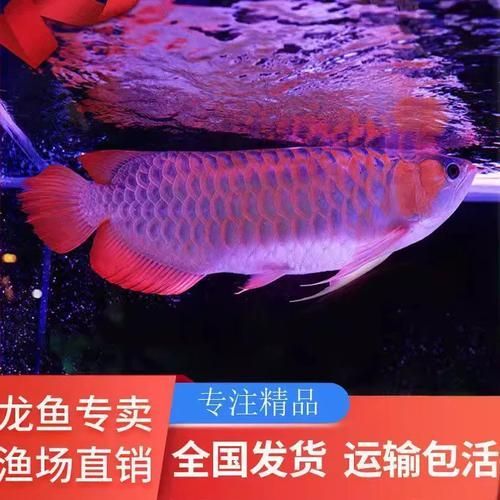 如何辨別紅龍魚魚苗的品相