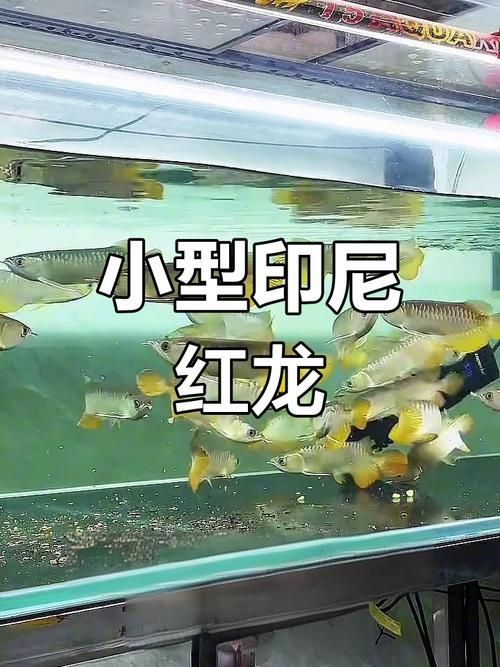 如何辨別紅龍魚魚苗的品相