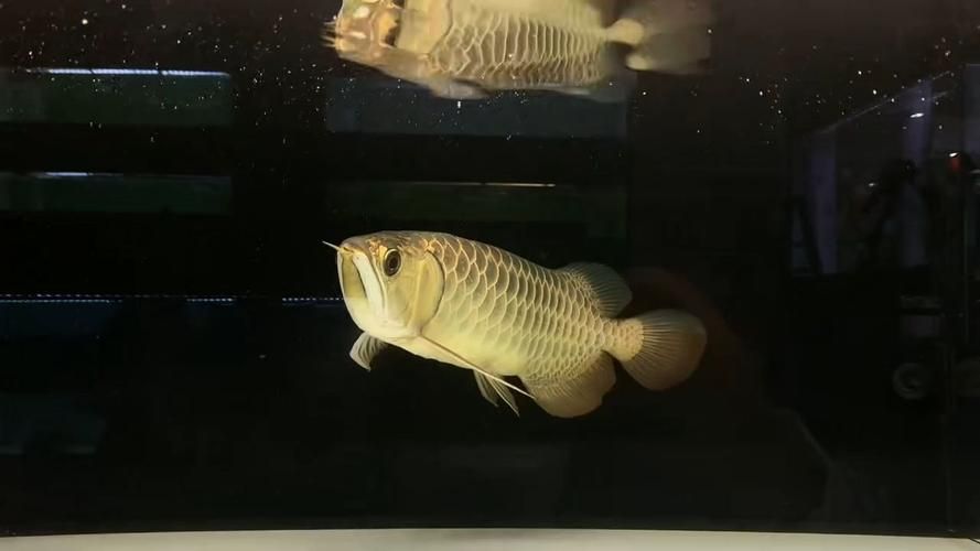 祥龍魚(yú)場(chǎng)是否提供龍魚(yú)缸的圖片？