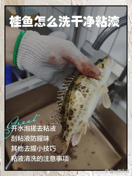 如何預(yù)防魚類細(xì)菌性疾病的發(fā)生，農(nóng)業(yè)/水產(chǎn)養(yǎng)殖技術(shù)類細(xì)菌性疾病預(yù)防案例