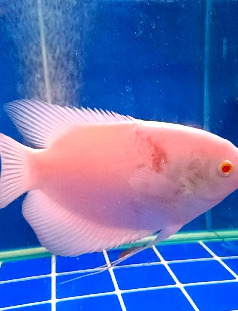 魚爛身治療期間需要喂食嗎