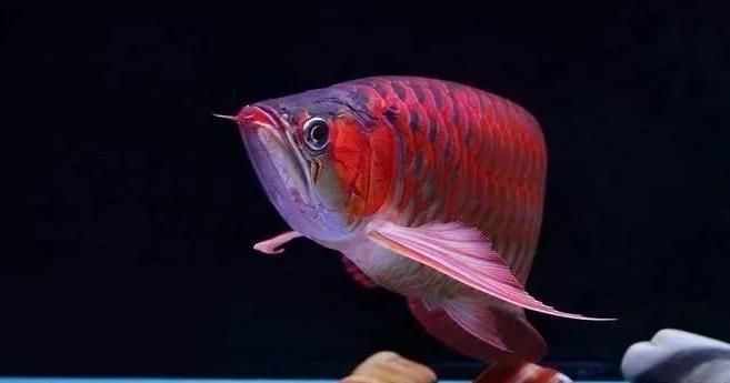 如何預防龍魚水泡病的復發，如何預防龍魚水泡病復發