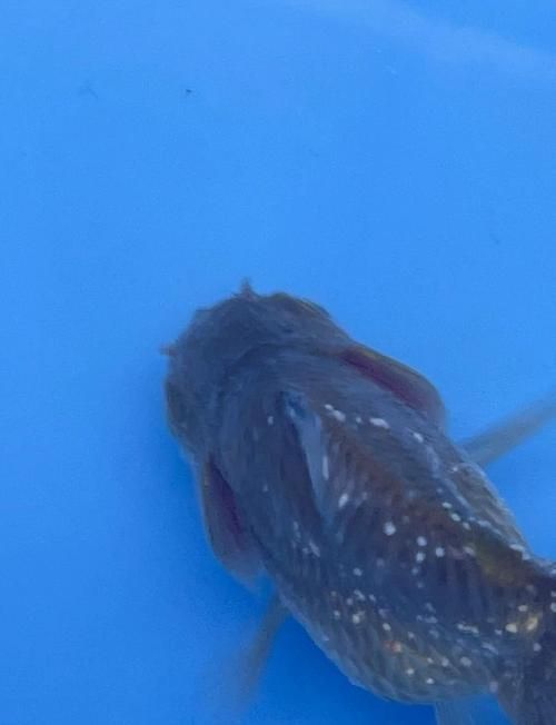有哪些常見的工具魚疾病？，arxiv論文助手調用arxiv論文助手調用觀賞魚疾病