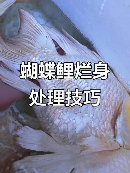 有哪些常見的工具魚疾病？，arxiv論文助手調用arxiv論文助手調用觀賞魚疾病