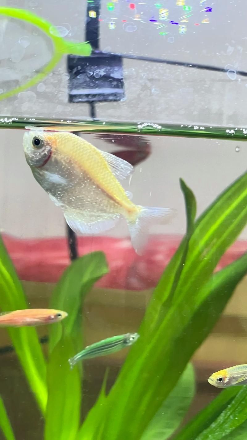 有哪些常見的工具魚疾病？，arxiv論文助手調用arxiv論文助手調用觀賞魚疾病