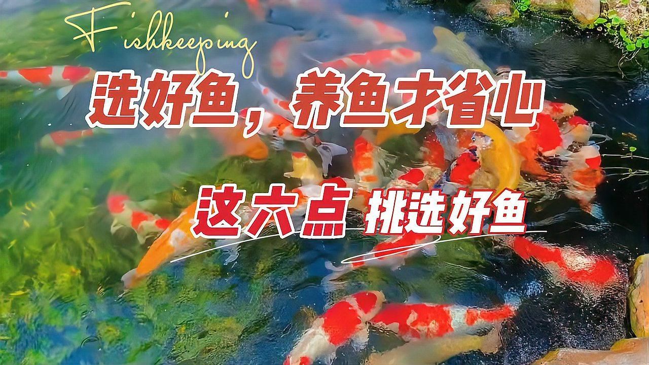 如何判斷魚類是否健康，判斷魚類是否健康，如何挑選到健康的觀賞魚愛養魚的大劉劉