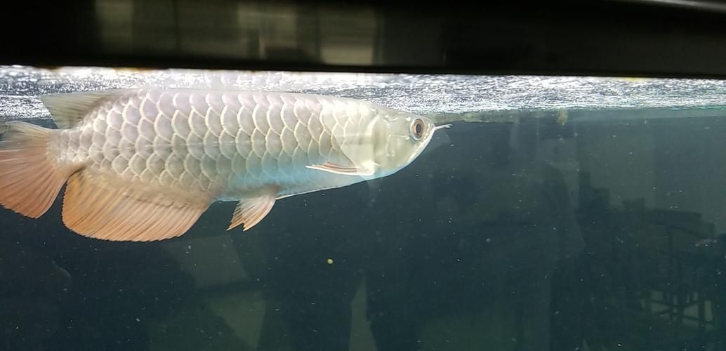 李亞四龍魚哪個品種最珍貴，李亞四龍魚哪個品種最珍貴李亞四龍魚哪個品種最珍貴