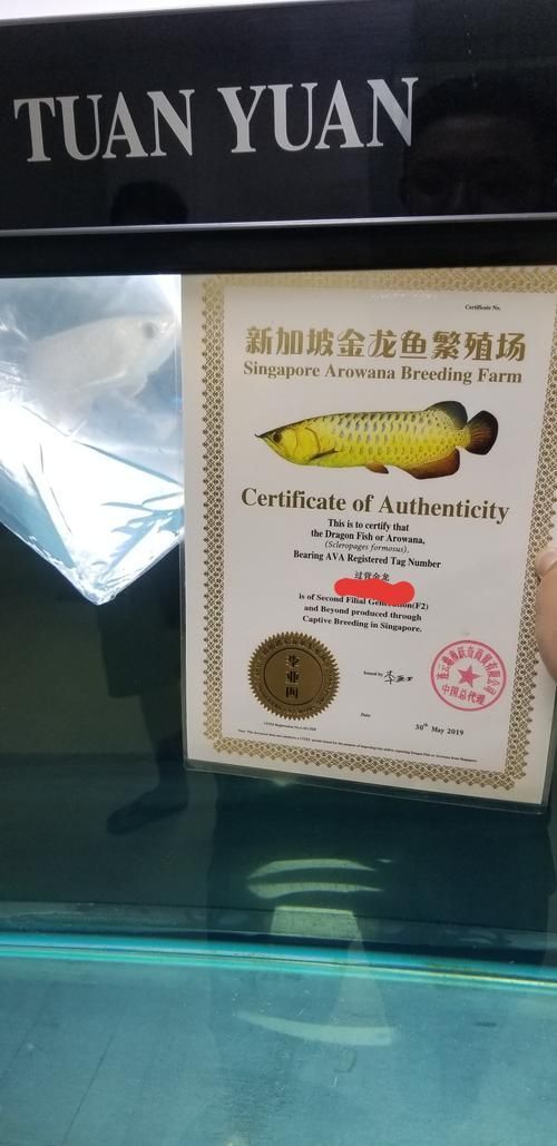李亞四龍魚哪個品種最珍貴，李亞四龍魚哪個品種最珍貴李亞四龍魚哪個品種最珍貴