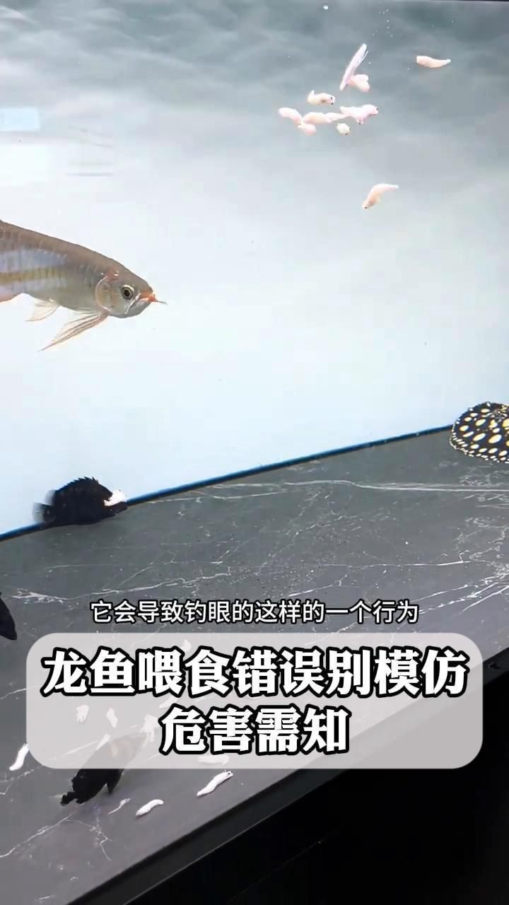 龍魚喂食時需要注意什么？，如何正確喂養龍魚