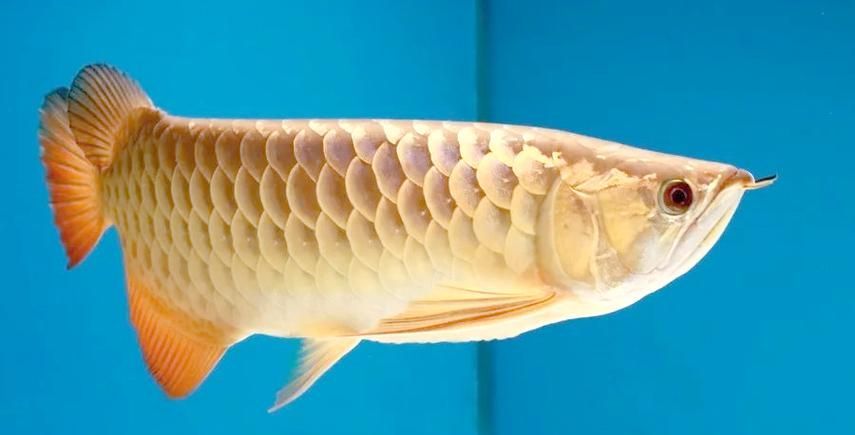 給我一些龍魚嘴白白的圖片