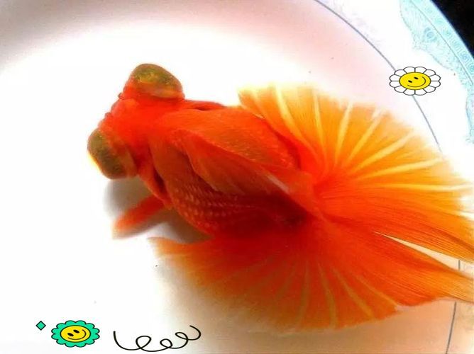 給我一些蝶尾金魚的圖片，蝶尾金魚的養殖方法