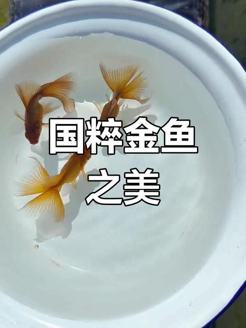 給我一些蝶尾金魚的圖片，蝶尾金魚的養殖方法