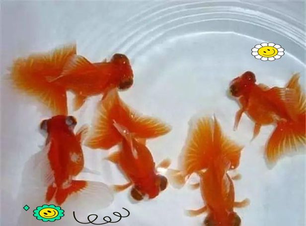 給我一些蝶尾金魚的圖片，蝶尾金魚的養殖方法