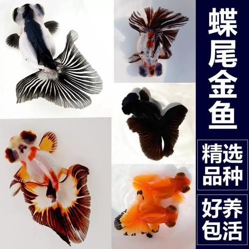給我一些蝶尾金魚的圖片，蝶尾金魚的養殖方法