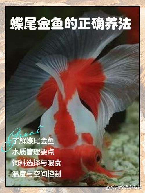 給我一些蝶尾金魚的圖片，蝶尾金魚的養殖方法