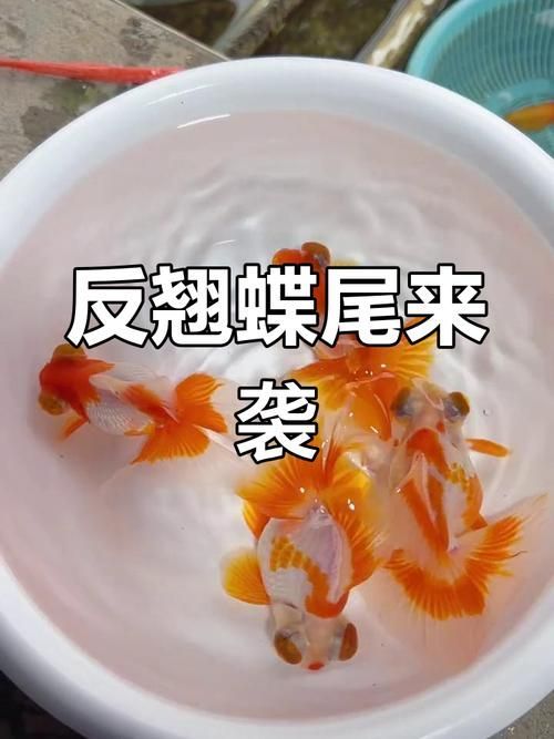 給我一些蝶尾金魚的圖片，蝶尾金魚的養殖方法