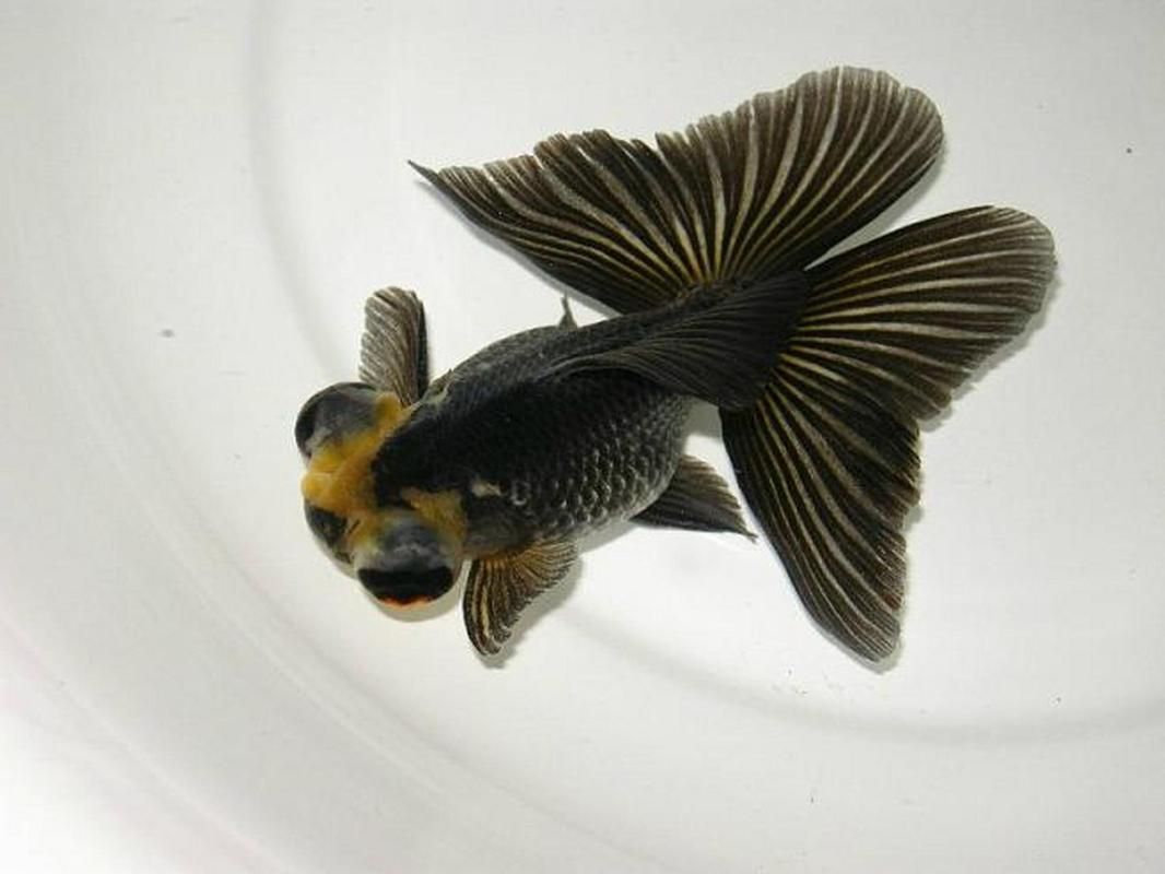 給我一些蝶尾金魚的圖片，蝶尾金魚的養殖方法