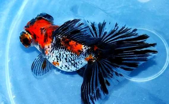 給我一些蝶尾金魚的圖片，蝶尾金魚的養殖方法