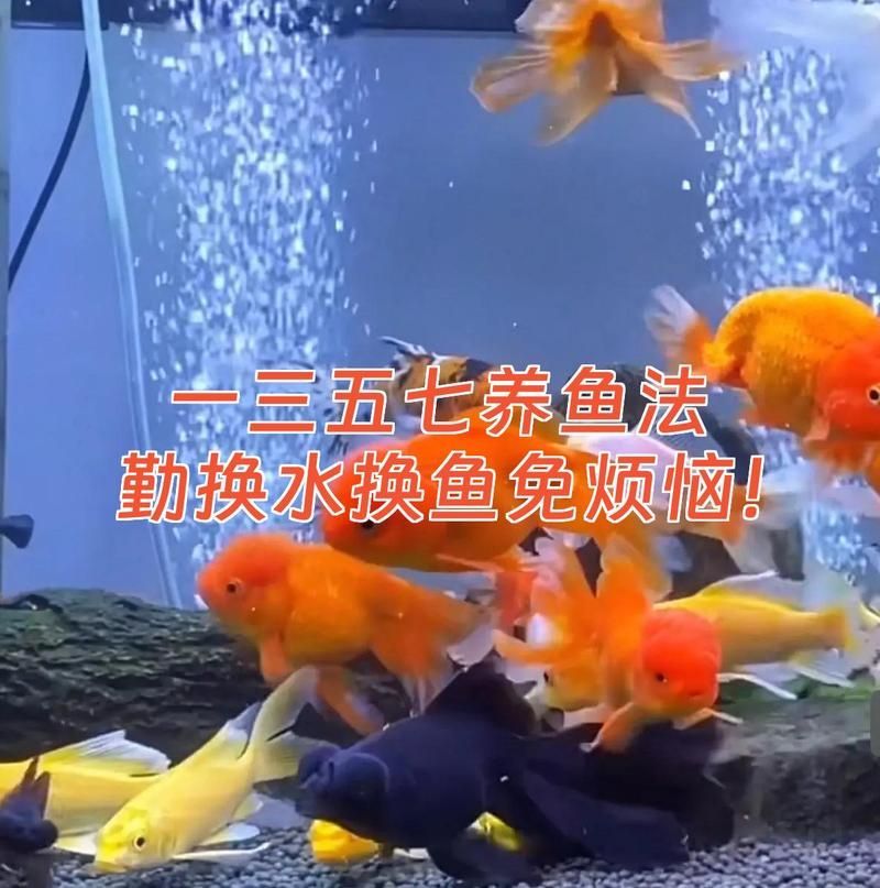 養魚口訣一三五七，一三五七養魚法，勤換水換魚免煩惱