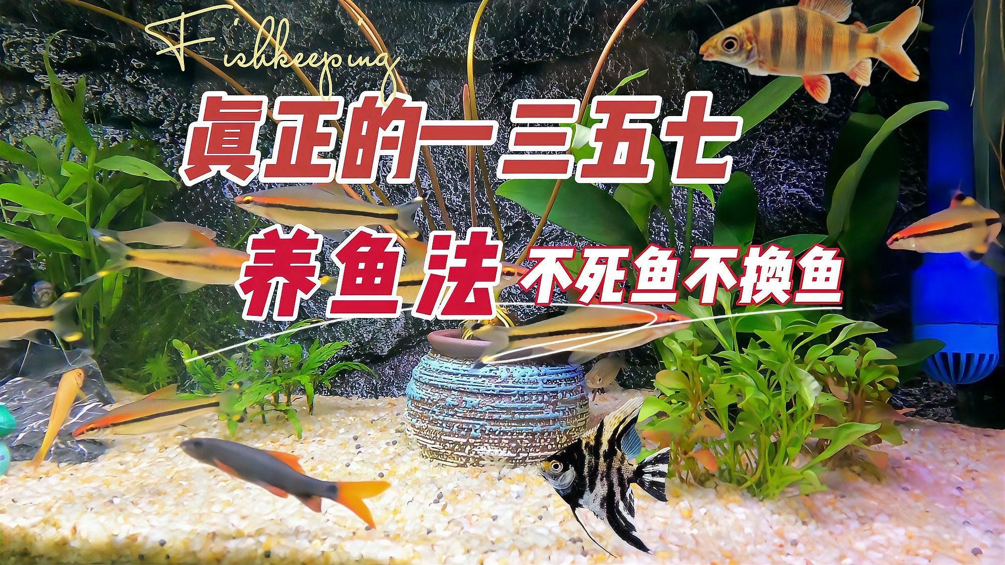 養魚口訣一三五七，一三五七養魚法，勤換水換魚免煩惱