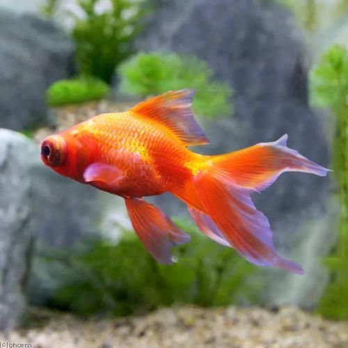 薊州龍魚有哪些獨特品種？，天津薊州龍魚的獨特品種